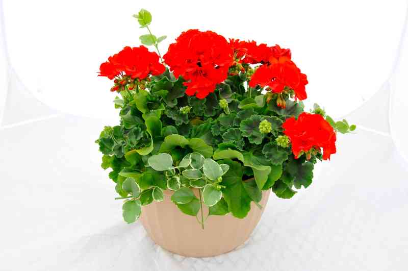 Red Geranium with Vinca Hanging Basket Image